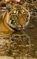 tiger